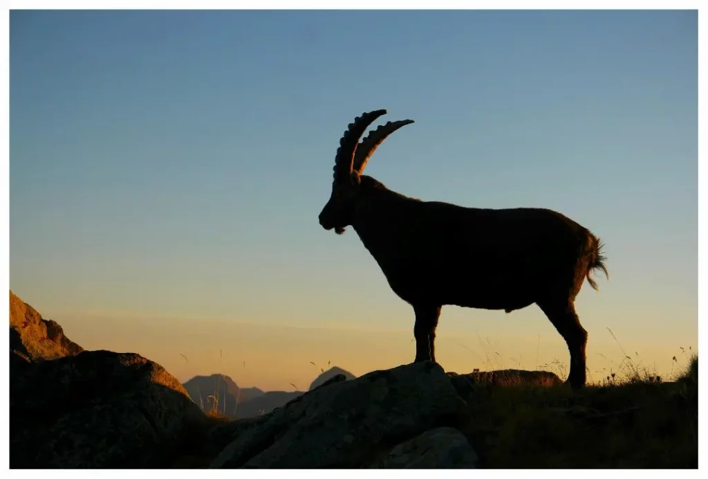 rencontre entre nicolas dubreuil artiste photographe et un bouquetin dans le mercantour